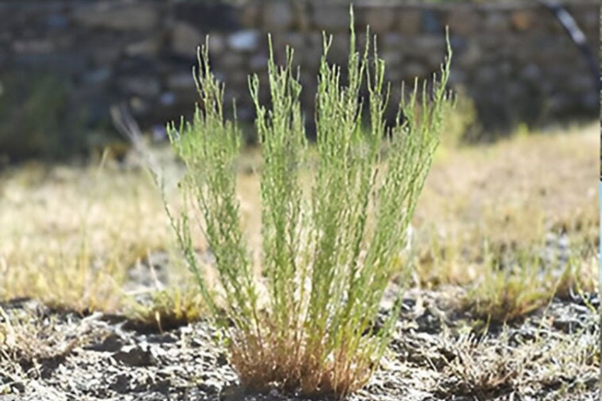 Исследователи нашли новый вид полыни в Синьцзяне