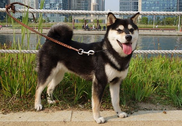 В Приморье потерявшийся пес 10 дней выживал в тайге