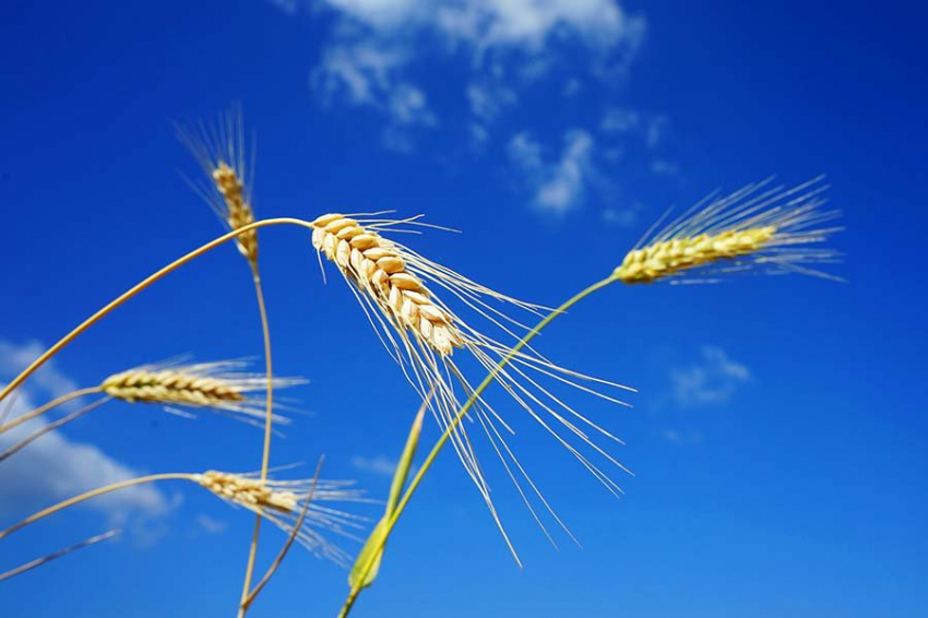 Жозеп Боррель заявил, что не видит возможности восстановления зерновой сделки