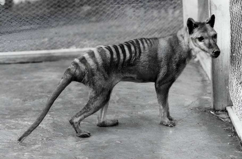 Удастся ли воскресить тасманского волка? Ученые впервые прочитали РНК вымершего вида животных