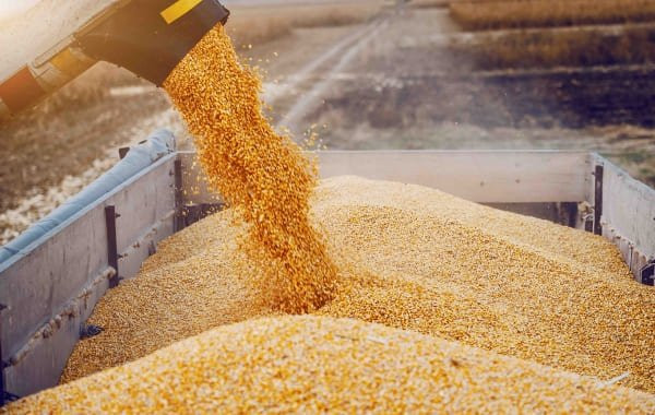 РФ введёт запрет на экспорт твердой пшеницы с 1 декабря