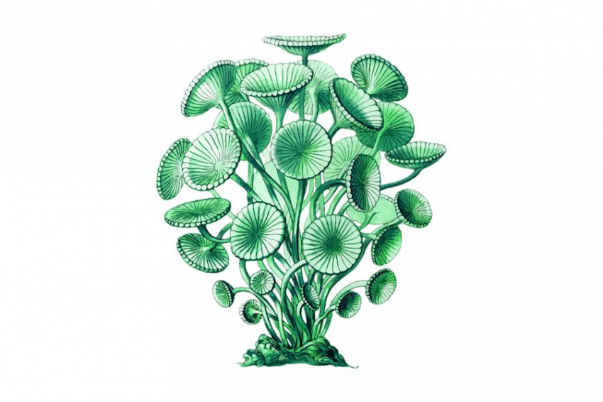 Пища, богатая полифенолами, снижает риск сердечных заболеваний и болезни Альцгеймера