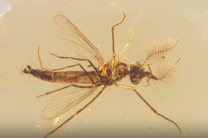 Самый ранний известный ископаемый комар показывает, что самцы тоже были кровососами