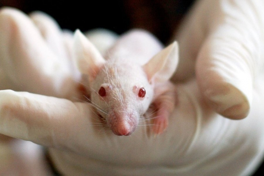 Neuron: Мыши, пройдя зеркальный тест, показали своё самосознание